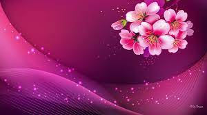 pink background wallpapers 62 pictures