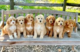 loveable labradoodles