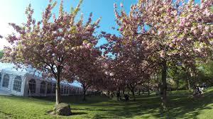 The brooklyn botanic garden has been a pioneer in gardening publications for a century, and gardeners everywhere owe it a real debt. á´· Walking Tour Of Brooklyn Botanic Garden Cherry Walk And Esplanade During Peak Bloom Youtube