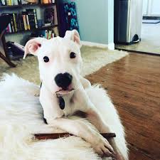 Like every other dog, your puppy the dalmatian pitbull mix comes from a lineage of dogs that were initially developed as working dogs. Pitbull Beagle Mix 10 Facts About The Beagle Bull You Would Love To Know American Bully Daily