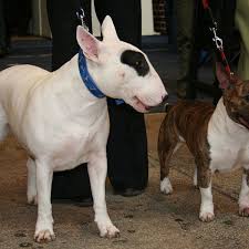 In england, the staffordshire bull terrier is nicknamed the nanny dog because of its reputation as a length: Your Guide To Bull Terrier Coat Colours Pethelpful By Fellow Animal Lovers And Experts