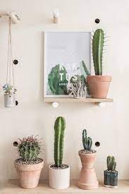 20 simple cactus ideas for beautify