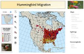 Hummingbird Migration Resources To Explore