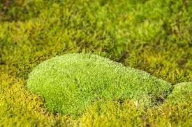 common moss species