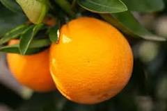 where-can-you-grow-cara-cara-oranges