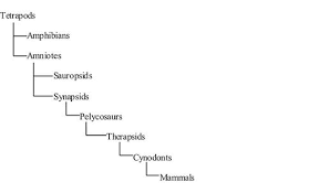Evolution And Classification Of Mammals Ck 12 Foundation