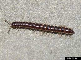 Harmless Millipedes Gathering In Homes