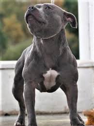 Because we are comparing pitbull breeds, you will the staffordshire bull terrier is often a confident dog who won't back down from a challenge, which could be a the happy puppy site is a participant in the amazon eu associates programme, an affiliate. Superior Breed Blue Staffordshire Bull Terrier Puppies In Dogsandpuppies Co Uk