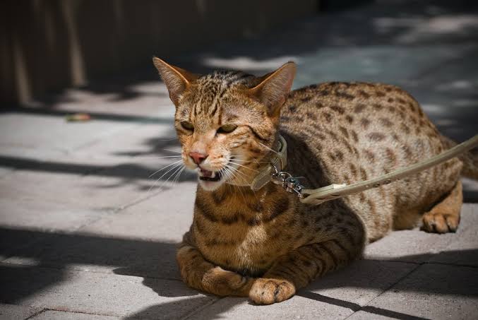 Ashera Cats ⋆ Big Hoax ⋆ Ashera Cat vs Savannah cat