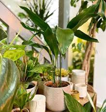 Top 25 Pet Friendly Plants To Keep Safe