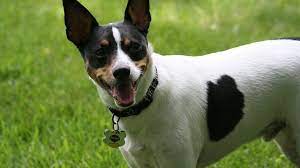 7 facts that rat terrier people know by