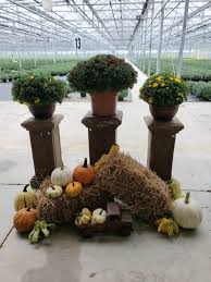 mums pumpkins amherst greenhouse