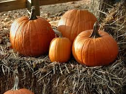 Pumpkins | Free Stock Photo | Pumpkins and straw | # 1113