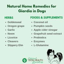 giardia in dogs symptoms and natural