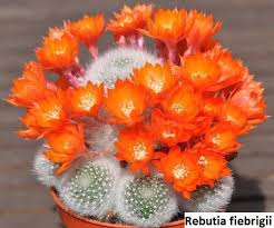 2 how much sunlight does a cactus need? Rebutia Fiebrigii 10 Seeds Per Pack Orange Crown Cactus Etsy In 2021 Cactus Flower How To Grow Cactus Cactus