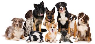 How to become a certified dog trainer in texas. Dog Training Institute Dallas Texas