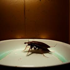 keep roaches out of drains