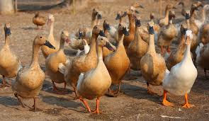 Five Things You Never Knew About Ducks | Modern Farmer