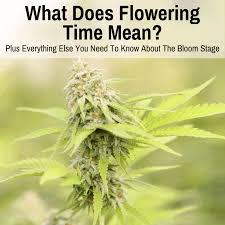 If you want to train your autoflowering cannabis plants, only use. What Does Flowering Time Mean Plus All Essentials Of The Bloom Stage Grow Light Info
