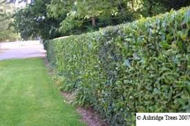 When planting thuja trees as a privacy screen, space your trees between 4 and 8 feet apart for a solid barrier. Barrier Hedging Screening Plants