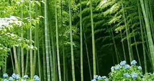 benefits of bamboo plant at home