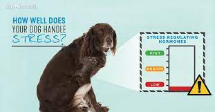addison s disease in dogs