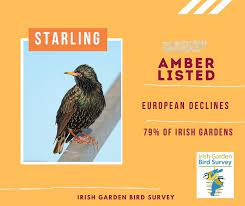 Red Alert Irish Garden Birds Of