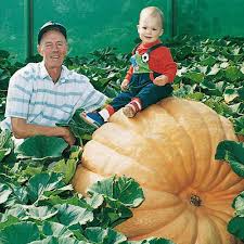 Dills Atlantic Giant Pumpkin Gurneys Seed Nursery Co
