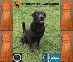 There is now also a silver and charcoal colored lab. Parry S Fifty Shades Of Gray Mh Tki Cgc Wc Fifty Guild Of Labrador Improvement Breeders