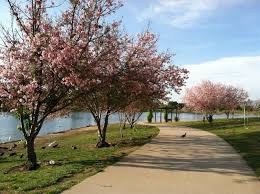 cherry blossoms at lake balboa