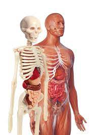 İlk Keşiflerim - İnsan Anatomisi - Clementoni