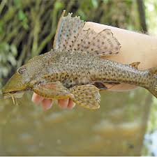 8 Pond Fish That Eat Algae Top Pond