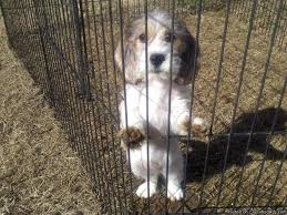 Earn points & unlock badgeslearning, sharing & helping adopt. Pbgv Puppies Price 1000 00 For Sale In Loganville Georgia Best Pets Online