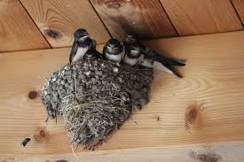 Image result for barn swallow