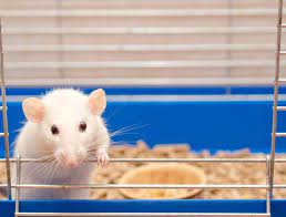 Best Bedding For Rats To Reduce Odor