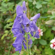 Plant Identification Blue And Purple Flowers