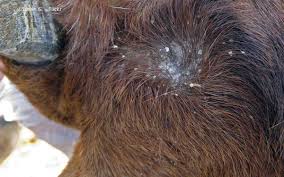 5 simple signs your goat has ringworm