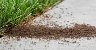 and prevent common ants