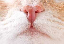 scent enrichment for cats