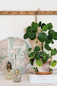 12 Affordable Houseplants You Can Get