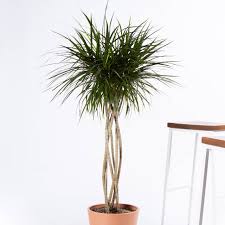 best indoor trees and tropical plants