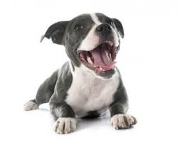 the best dog food for pitbulls