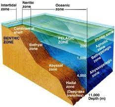 Deep sea or basin is a form of underwater earth surface in the form of a basin. The Deep Sea Marinebio Conservation Society