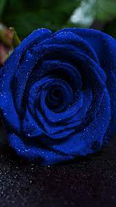 Blue Roses iPhone Wallpapers on ...