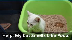 help my cat smells bad like