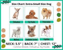 dog clothes sizing chart from experts