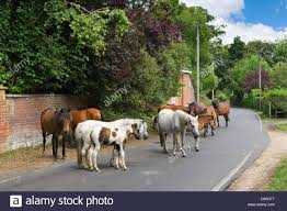 Image result for New Forest Hampshire photos