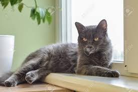 The nebelung has appeared twice on the front cover of a japanese cat magazine, and nebelungs were shown at the 1989 tica cat show in paris, france. Gray Cat Nebelung Cat Is Lying On The Windowsill At Home Nebelung A Stock Photo Picture And Royalty Free Image Image 125389463
