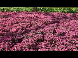 sedum rose carpet full of busy bees