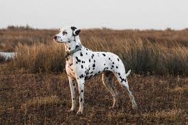 6 Best Dalmatians Dog Foods Plus Top Brands For Puppies And